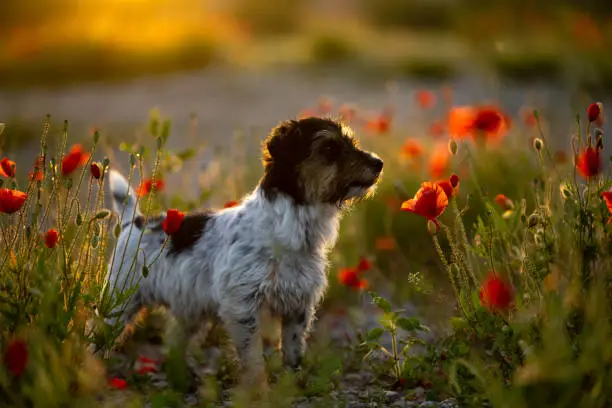 dog at dawn.  Cute little Jack Russell Terrier in front of beautiful colored sunset or sunrise on a poppy field