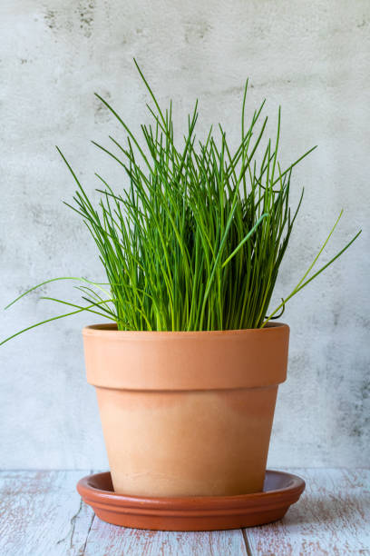 istock Chives in a clay pot on the wooden table 1411794699