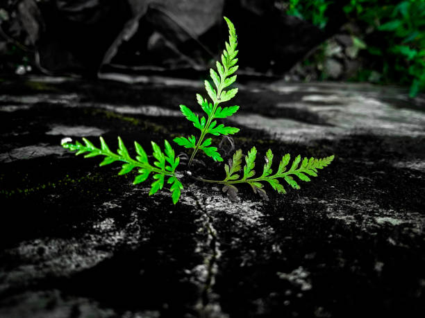 Spikes of greenery on a black background all around