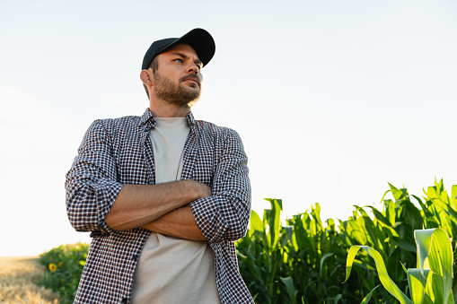 Bearded farmer in a cap and a plaid shirt against the background of a corn field