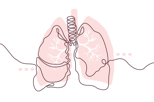 легкие нарисованный от руки значок непрерывной линии рисования. человеческие органы творческая абстрактная художественная фон модная кон - human cardiopulmonary system stock illustrations