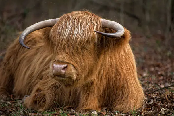 Chestnut coloured highland cow with big horns relaxing laid down in autumnal leaves