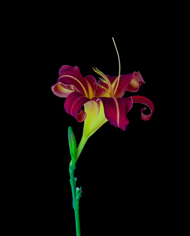 Daylily macro of a yellow red violet shining blossom and green bud,black background,detailed texture, fine art still life vintage painting, symbolic pair couple joint together