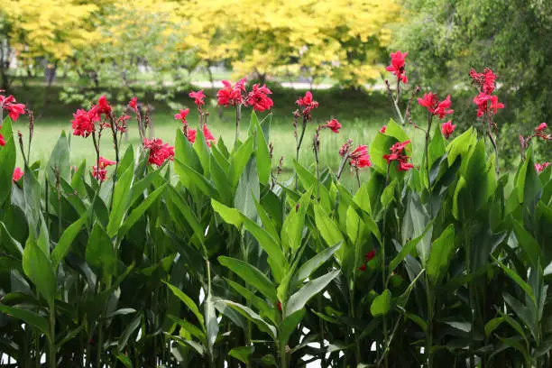 Red canna flowers garden by the pond in the park on a sunny day
