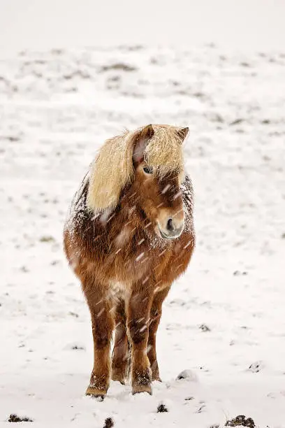 Chestnut Icelandic pony stood in the snow pastures