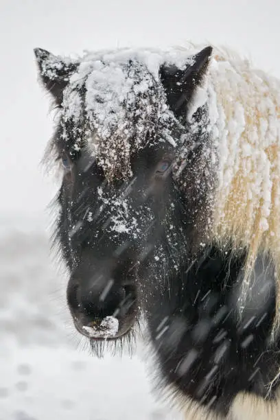 Black and white head shot of Icelandic pony with snow cover head