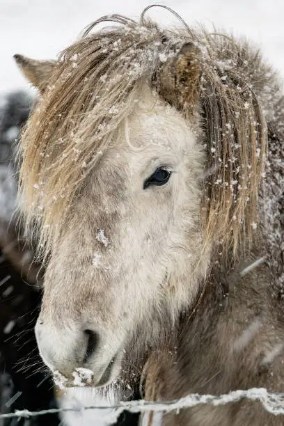 Grey Icelandic pony close up head show in snow, Iceland
