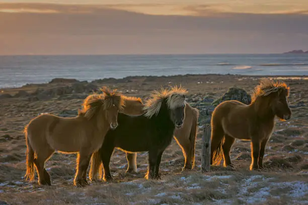 Icelandic ponies standing on the pastures at sunset with backlit manes, Iceland