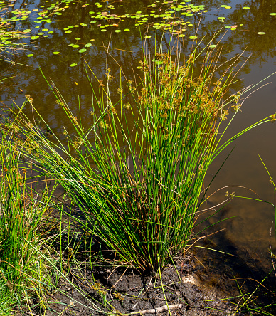 Reedbeds in a nature reserve.