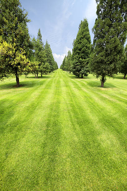 istock lawn and trees in the park 141179725