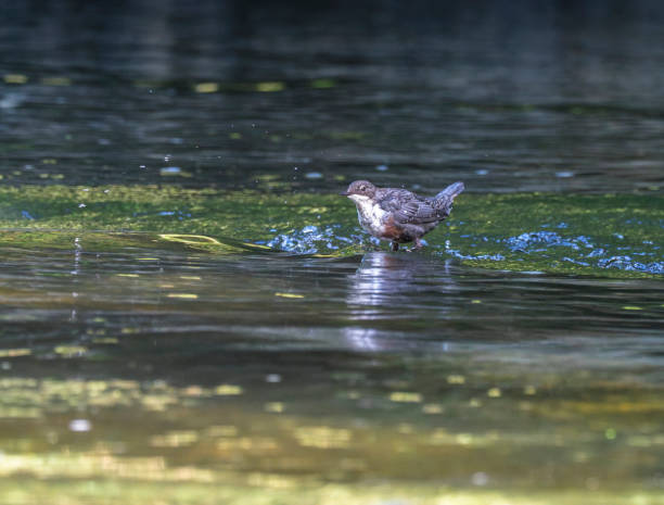 Dipper bird. Dipper bird feeding along the River Teifi in Wales. teifi river stock pictures, royalty-free photos & images