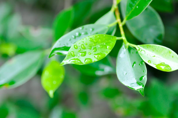 istock banyan tree or Ficus annulata or ficus bengalensis and rain drop 1411798610