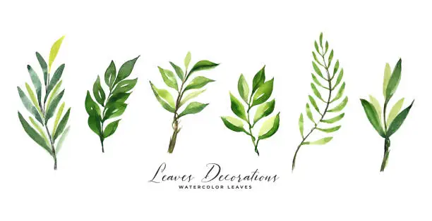 Vector illustration of set of green watercolor leaves decoration