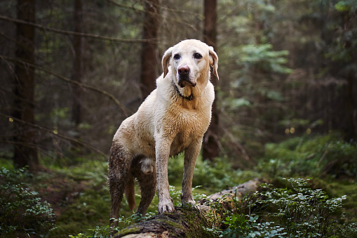 Adventure trip with happy dog. Wet and dirty labrador retriever during hike in deep forest.