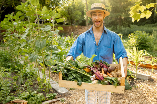 istock Farmer with freshly picked vegetables at garden 1411799568