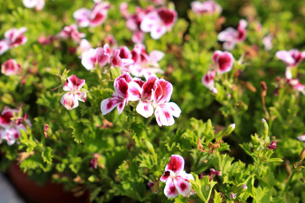istock Scented Geranium Pelargonium Crispum plants 1411799579