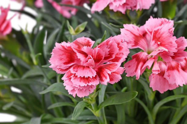 istock Flower of pink Dianthus 1411801176