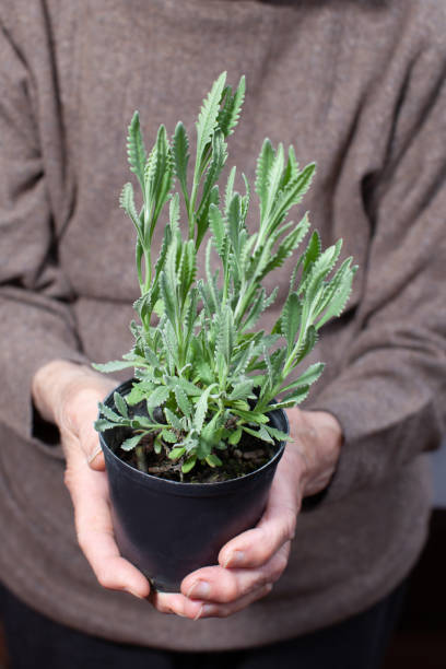 istock old lady holding small lavender plant 1411801341