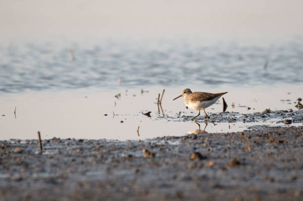 istock Green sandpiper - Tringa ochropus on the shore 1411801384