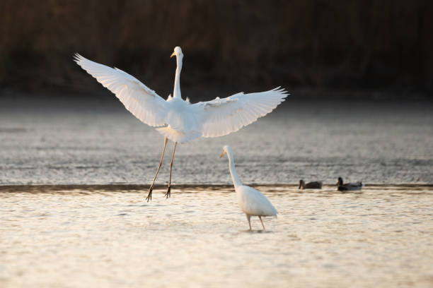 istock Flying Great egret over the lake 1411801602