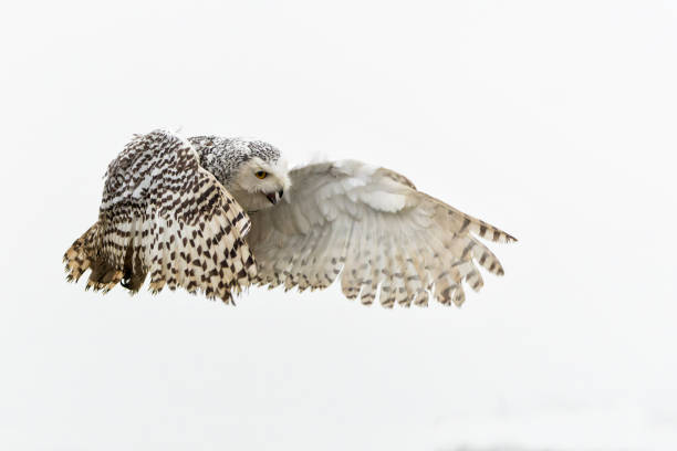istock Snowy owl flying 1411801742