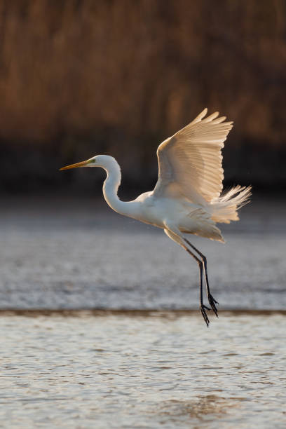 istock Flying Great egret over the lake 1411801759
