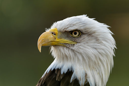 Portrait of a beautiful bald eagle (Haliaeetus leucocephalus) against a dark background.