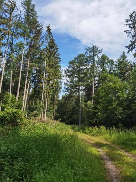 istock Natural forest in northern Germany 1411802682