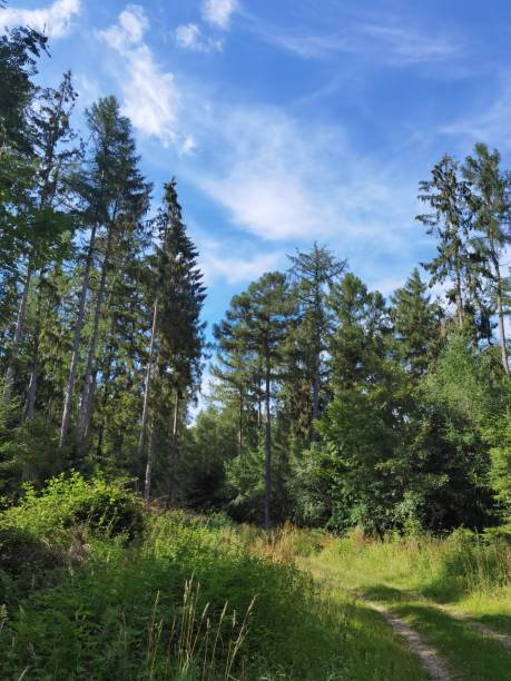istock Natural forest in northern Germany 1411802769