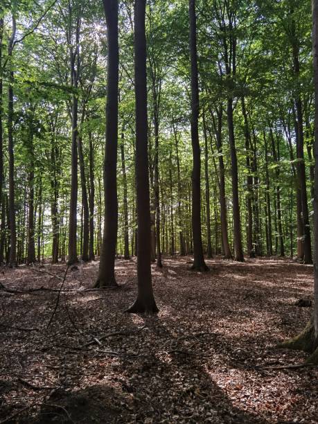 istock Natural forest in northern Germany 1411802783