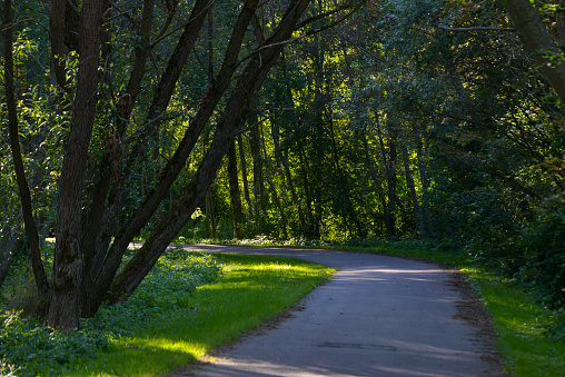 Asphalted walking path for pedestrian tourists, which leads through green trees in the forest, which create a shadow on the path for a more pleasant rest.