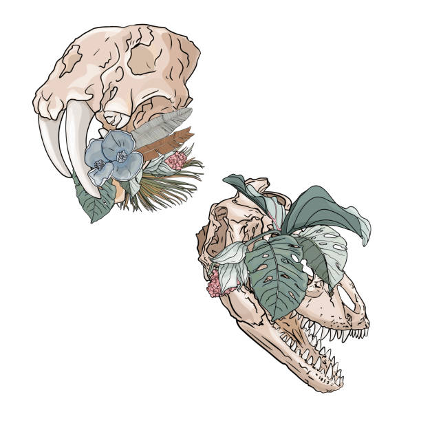 ilustraciones, imágenes clip art, dibujos animados e iconos de stock de conjunto de cráneos de animales aislados dinosaurios en colores. cráneos de animales con estilo. gran conjunto como espacio en blanco para diseñadores, logotipo, icono, impresión - animal skeleton illustrations