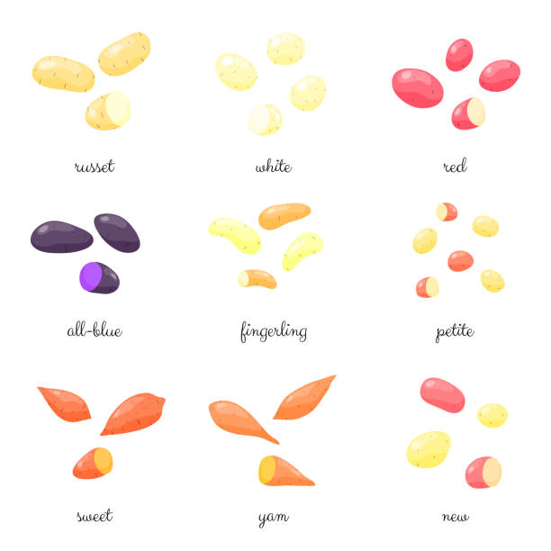 ilustrações de stock, clip art, desenhos animados e ícones de different potato varieties set. - fingerling