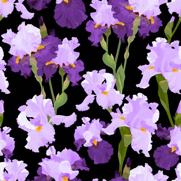 Vector illustration of Seamless pattern with lilac and purple irises on a black background