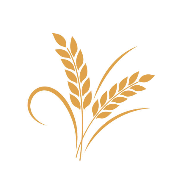 bildbanksillustrationer, clip art samt tecknat material och ikoner med golden wheat ears harvest decorative element  on a transparent base - vete