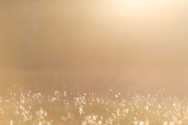 istock Cottongrass in sunlit misty meadow ii. 1411804637