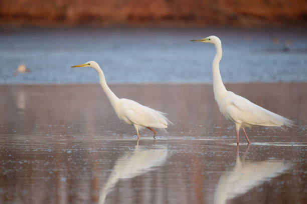 istock Great egret - Ardea alba in the water at morning lights 1411805363