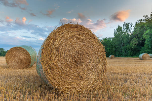istock Straw rolls in field of harvested cereals. 1411806140