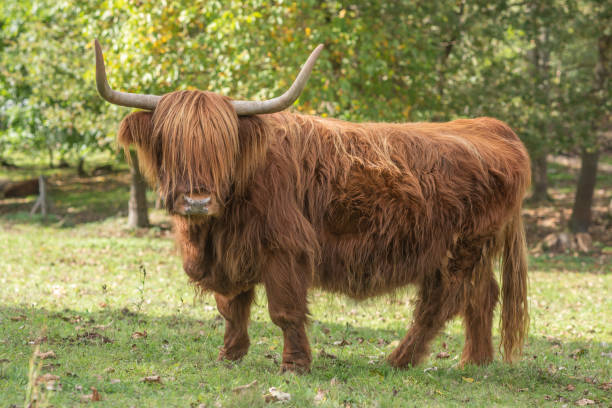 istock Highland cattle in pasture in early autumn. 1411806667