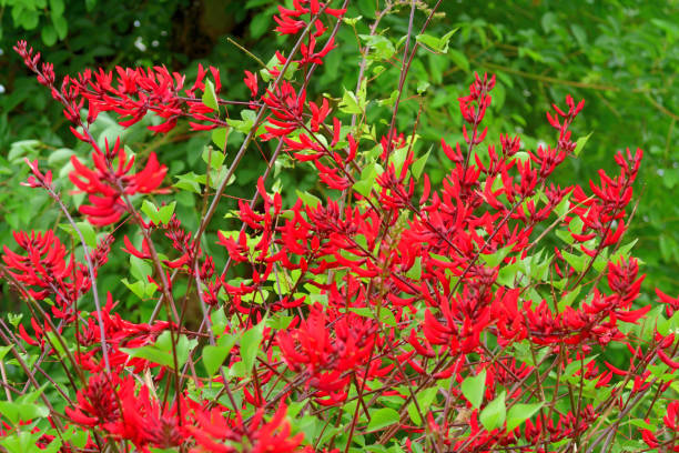 Erythrina x bidwillii, also known as Coral tree, is a small deciduous tree or multi-stemmed shrub, which produces scarlet-red flowers from early spring to late autumn with peak flowering in summer months. The photo was taken on a rainy day.