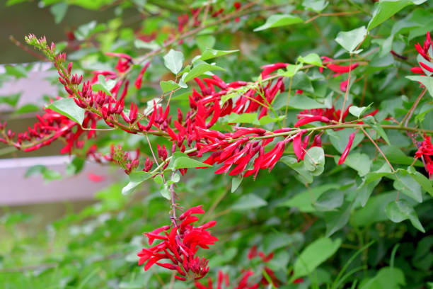 istock Coral Tree Flower / Erythrina x Bidwillii 1411807503