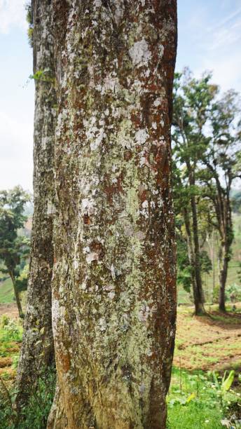 istock a large banyan tree that is decades old with green moss on its big trunk 1411808043
