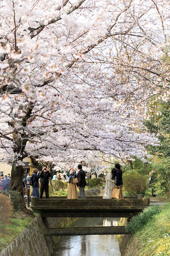 A landscape of the riverside on a spring day with a row of cherry blossom trees\nPhilosopher’s Walk in Kyoto,Japan ,April 2,2022\nScenery full of cherry blossom viewers enjoying the cherry blossoms on the promenade in Kyoto