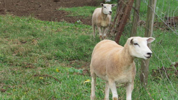 istock texel sheep on a farm in brazil 1411809425