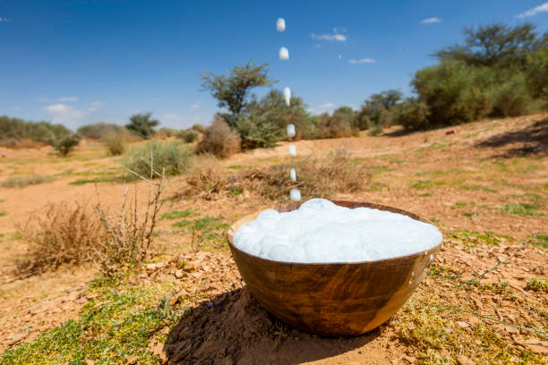 Camel milk shubat on a natural background, Milk farm.