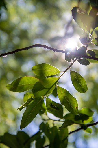 Close-up image of green leaves of a pear tree. There is sunlight behind the branch. The image is suitable for the background.