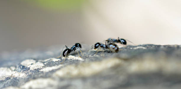 istock close up of an ants 1411809770