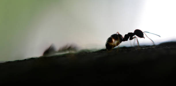istock close up of an ants 1411809774