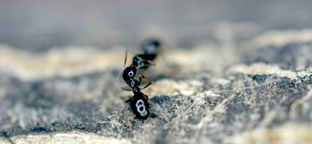 istock close up of an ants 1411809782