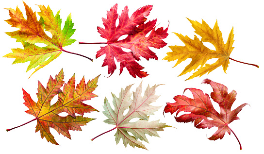 Six autumn maple leaves of different colors isolated on white background. Clipping path.